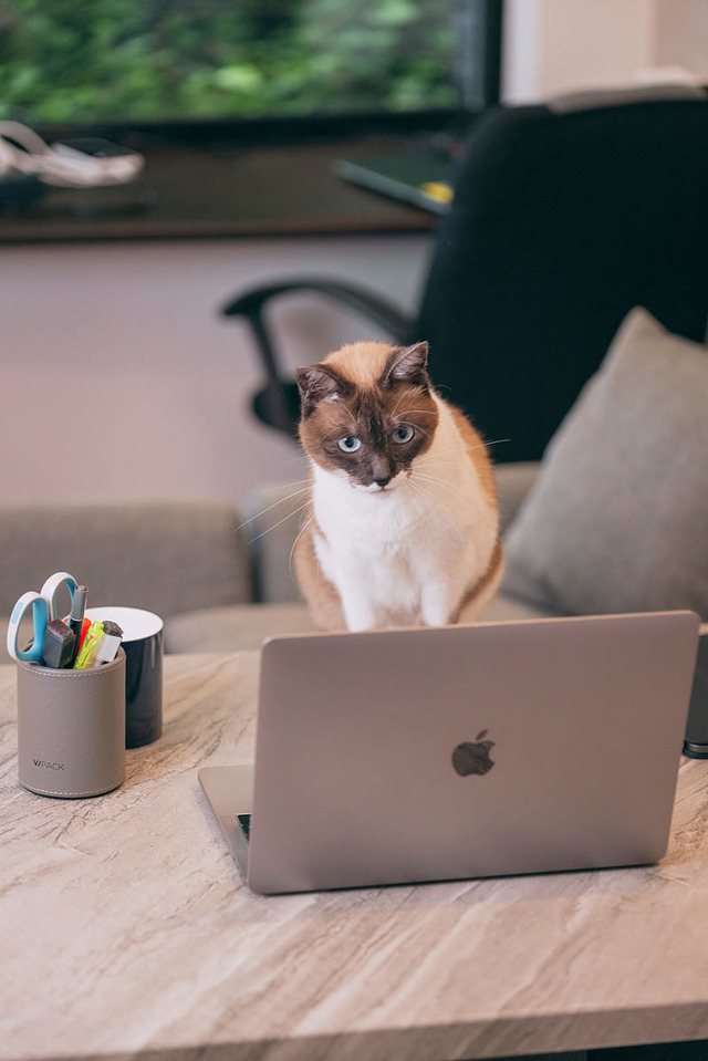 '飼い主の代わりにデスクワーク中の猫とノートPC'