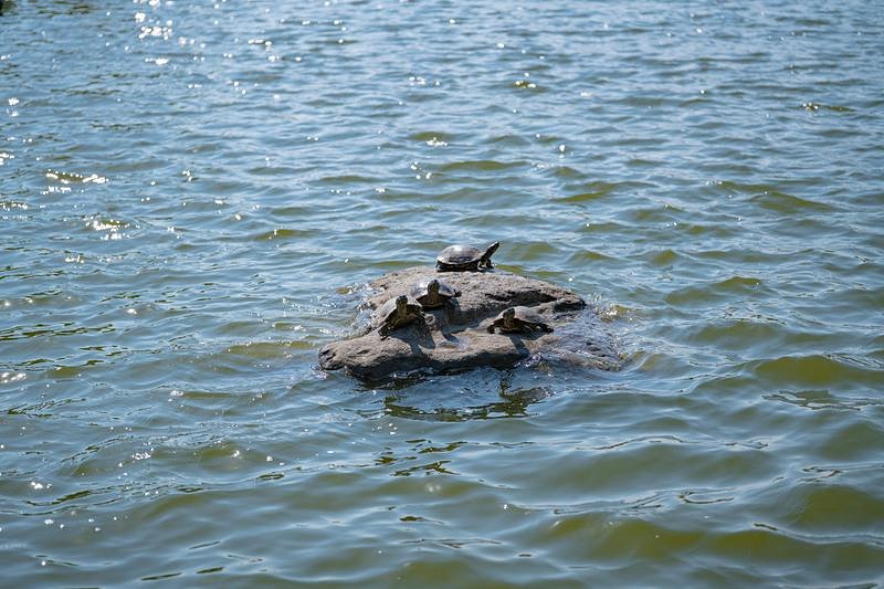 '岩の上でまどろむカメたち'