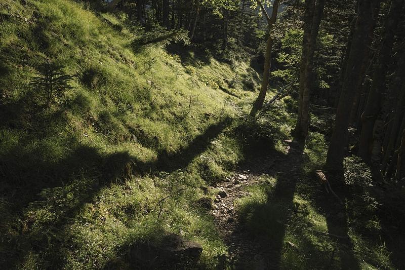 '朝日が差し込む光岳の登山道'