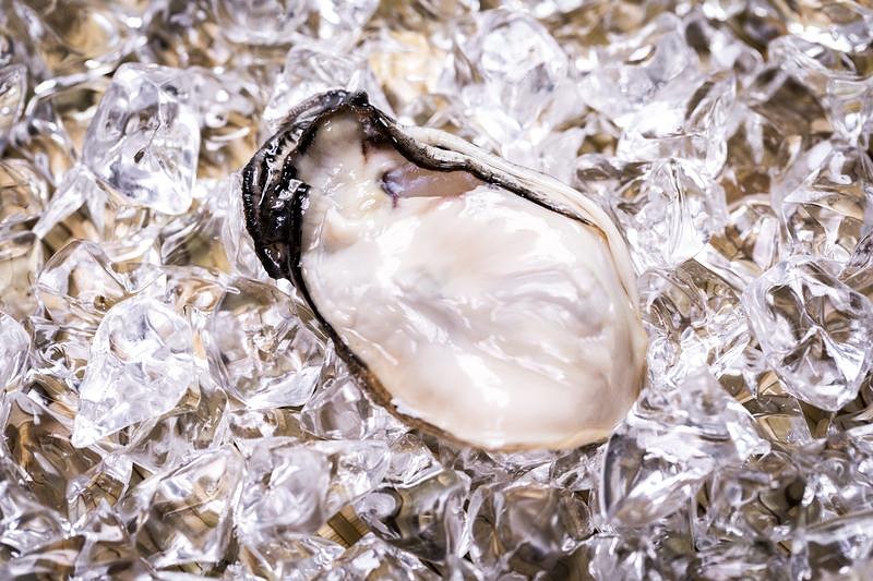 '身が引き締まる氷上の生ガキ'