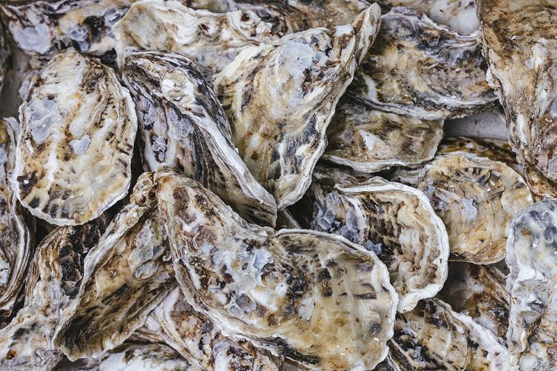 盛りだくさんの殻付き牡蠣 - 新鮮な生牡蠣の食材