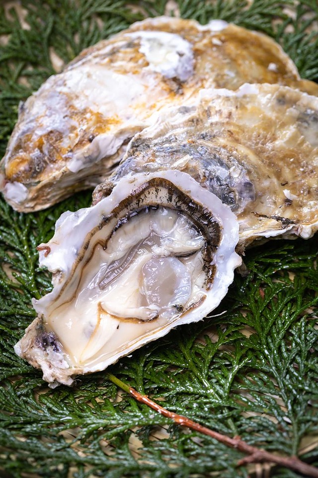ヒノキ葉に盛られた新鮮な生牡蠣の食材、塩分が付着した二枚貝
