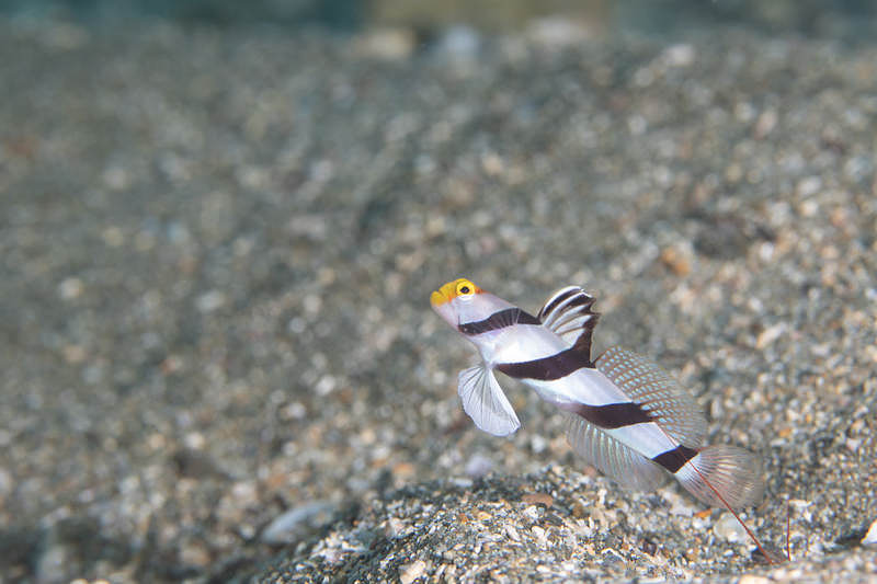 '黄色い顔のネジリンボウ'