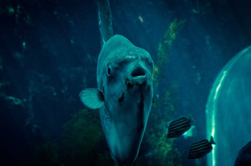 'ガン見マンボウ'