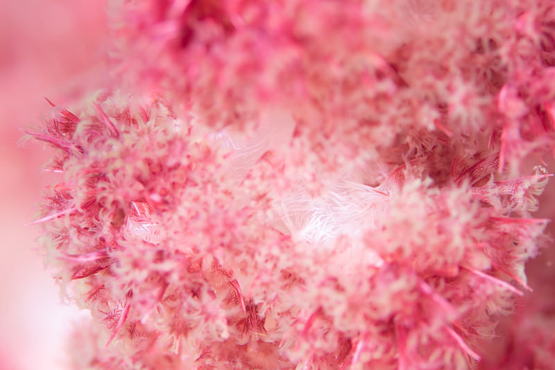 海中に咲く花のようなソフトコーラル