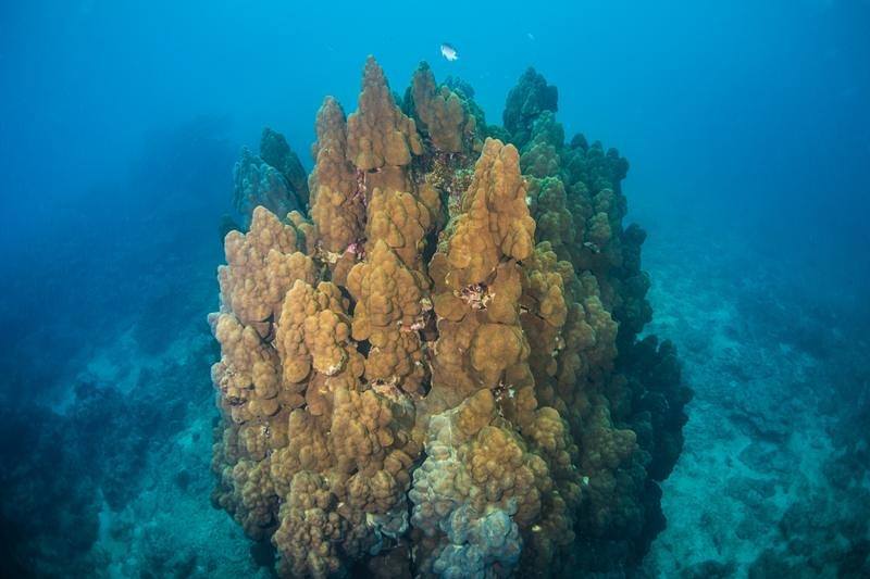 '辺野古基地埋め立て近くのブルーストライプ'