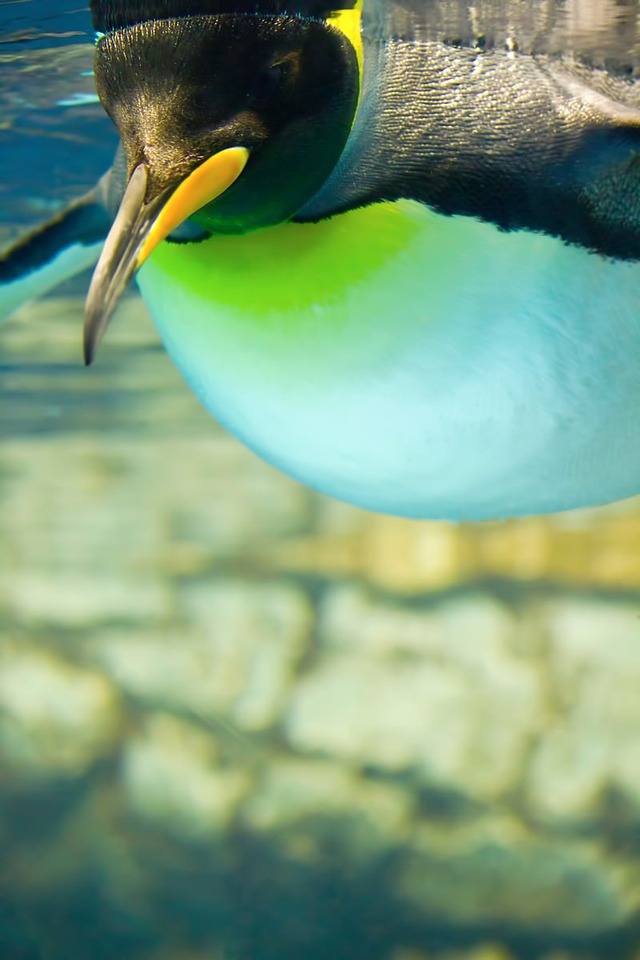 '水族館のペンギン'
