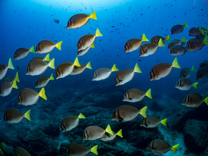 'イエローテイルサージョンフィッシュの群れ'