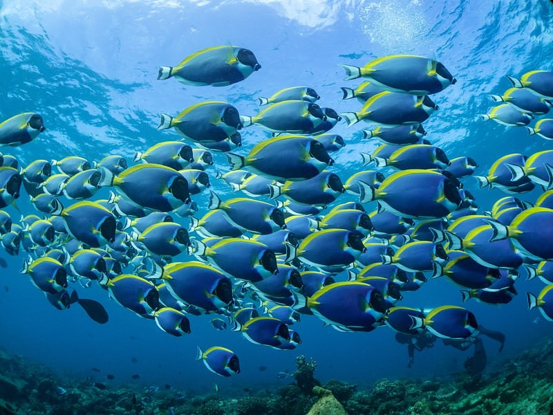 'パウダーブルーサージョンフィッシュ玉'