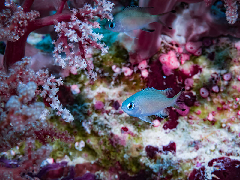 'ササスズメダイとピンクのソフトコーラル'