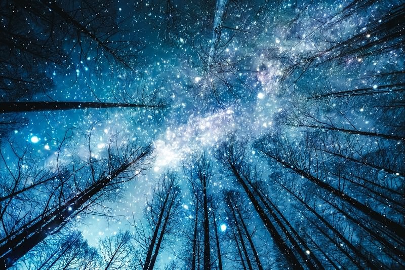 '星降る夜の森林風景'