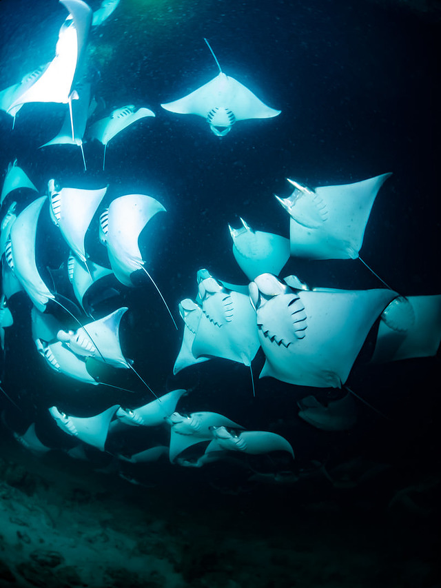 'モブラの大群'