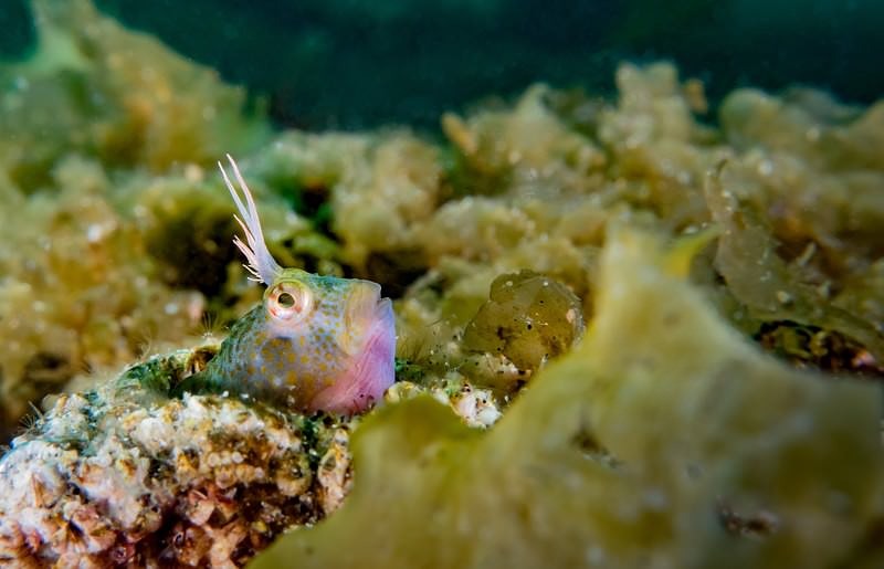 'ギョロ目イソギンポ'