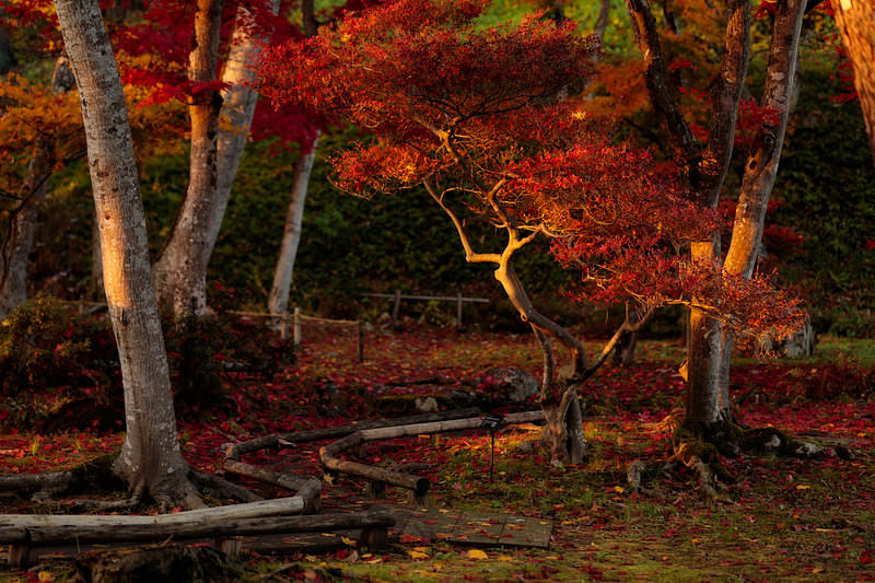 '夕日に照らされた庭のもみじと紅葉の落葉風景'
