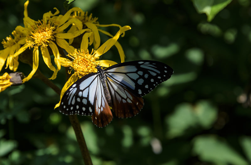 マルバダケブキの蜜を吸うアサギマダラ