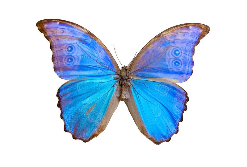 'モルフォデイデイウス'