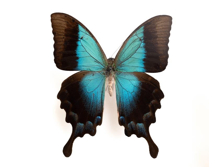 'ペリクレスアゲハの昆虫標本、青と黒の翅を広げた姿'