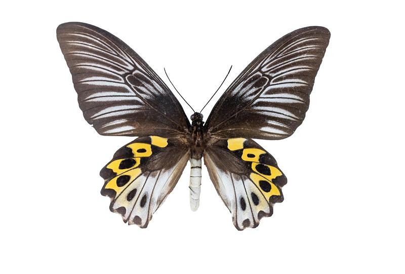 アンボン産のサビモンキシタアゲハのオスの標本