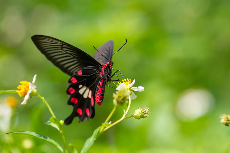 花の蜜を吸うベニモンアゲハ