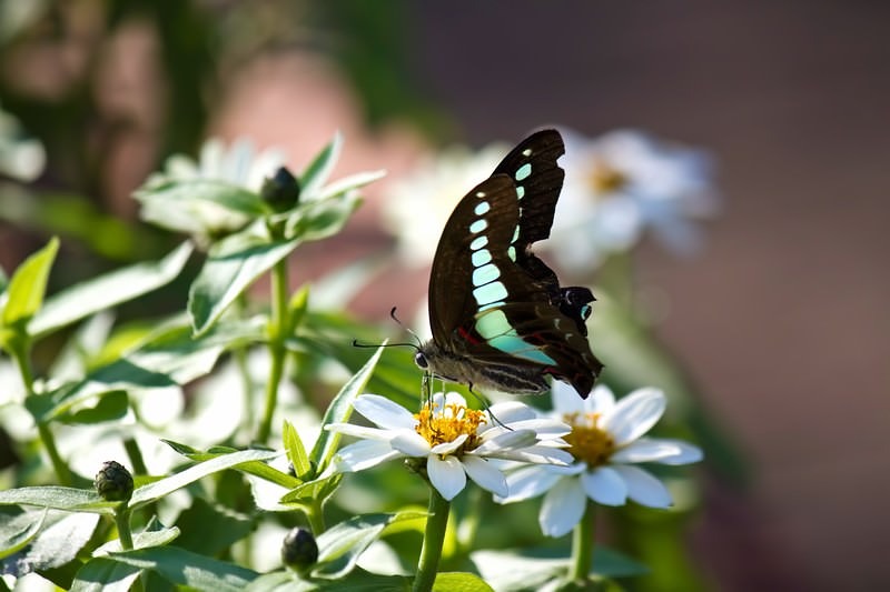 '蜜を吸うアオスジアゲハ'