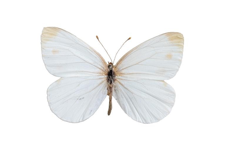 純白の翅を広げたスジグロチョウ春型の昆虫標本