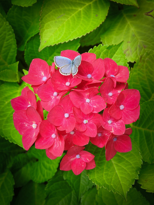 'ルリシジミと赤のアジサイ'