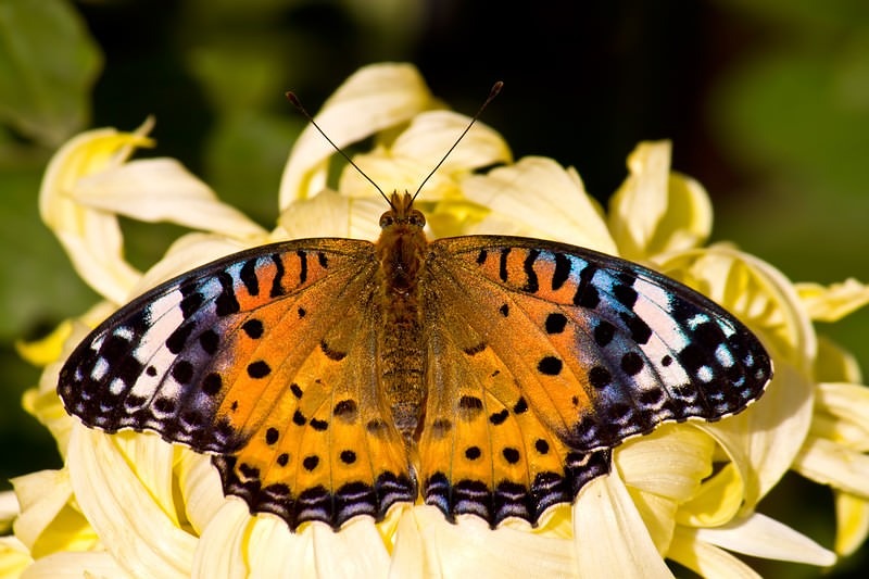 '菊に止まるツマグロヒョウモン'