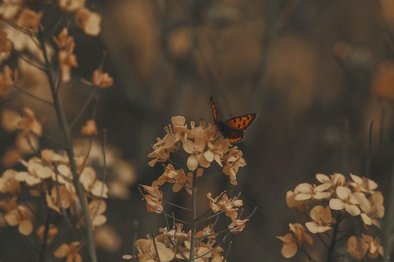 '春の終わりに舞い降りたベニシジミと菜の花'