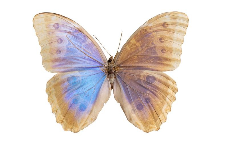 青みがかった美しいグラデーションのモルフォ・ペレイデス