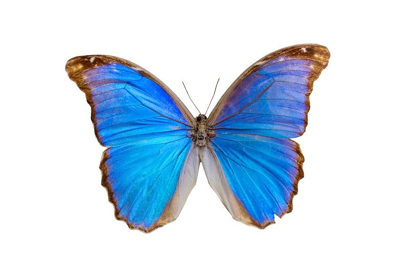 鮮やかな青色の羽を持つモルフォアマトンテのオス標本