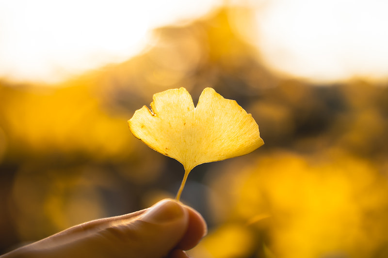 摘まみ上げたイチョウの葉