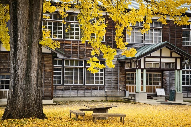 '秋の校庭を彩る黄葉したイチョウと喰丸小学校の木造建物'