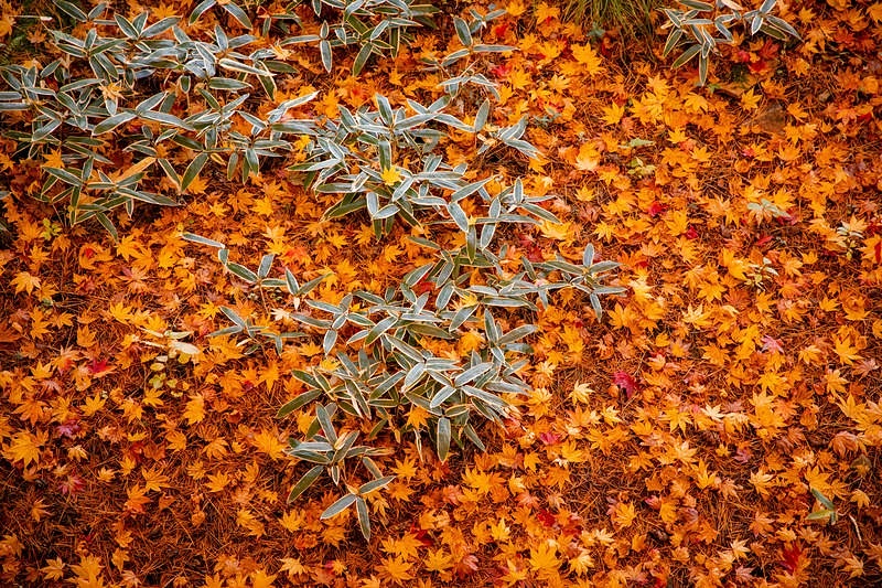 モザイクのような落ち葉