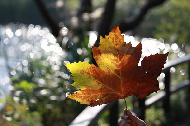 '手に持った大きな楓の紅葉と黄葉が光に透ける秋の季節'