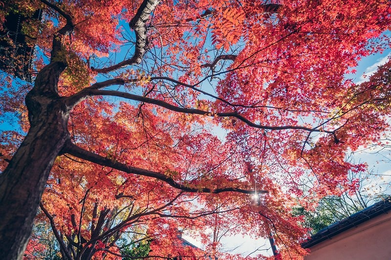 日本庭園の紅葉した木と秋空