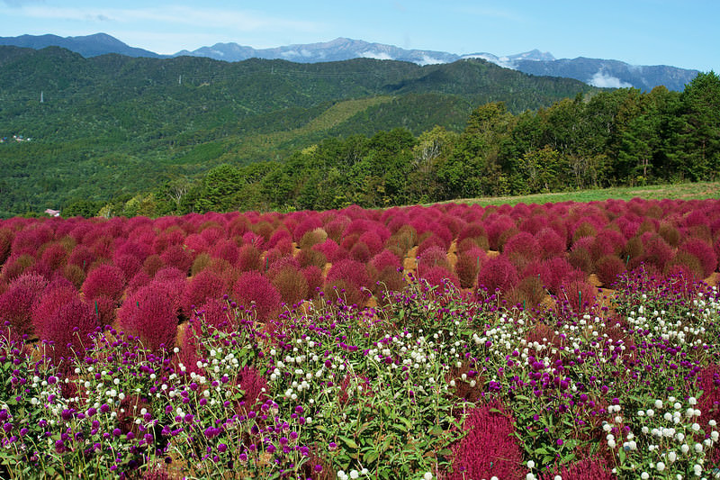 コキアと千日紅越しの山並み